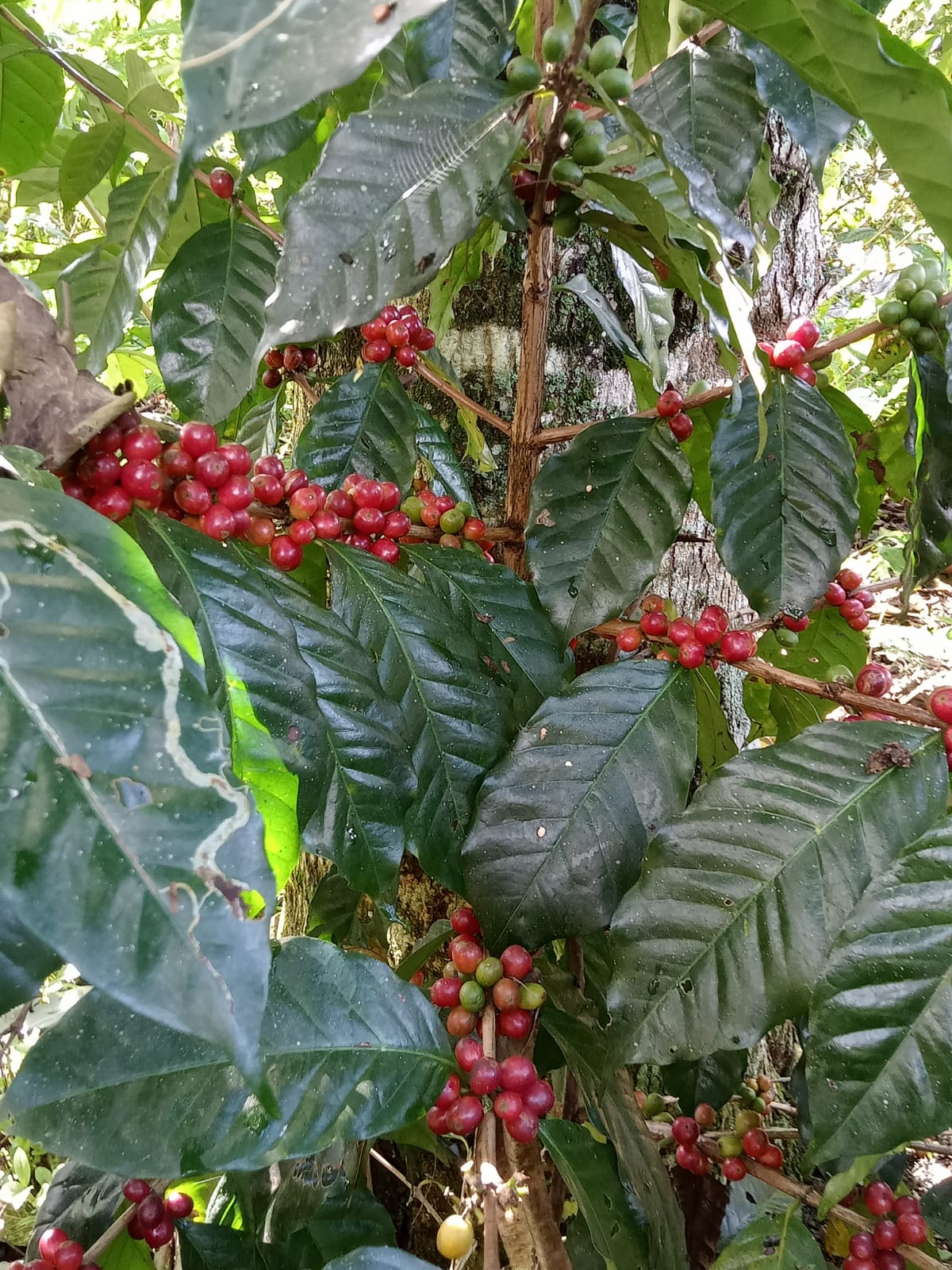 WhatsApp Image 2024-12-12 at 8.51.01 AM