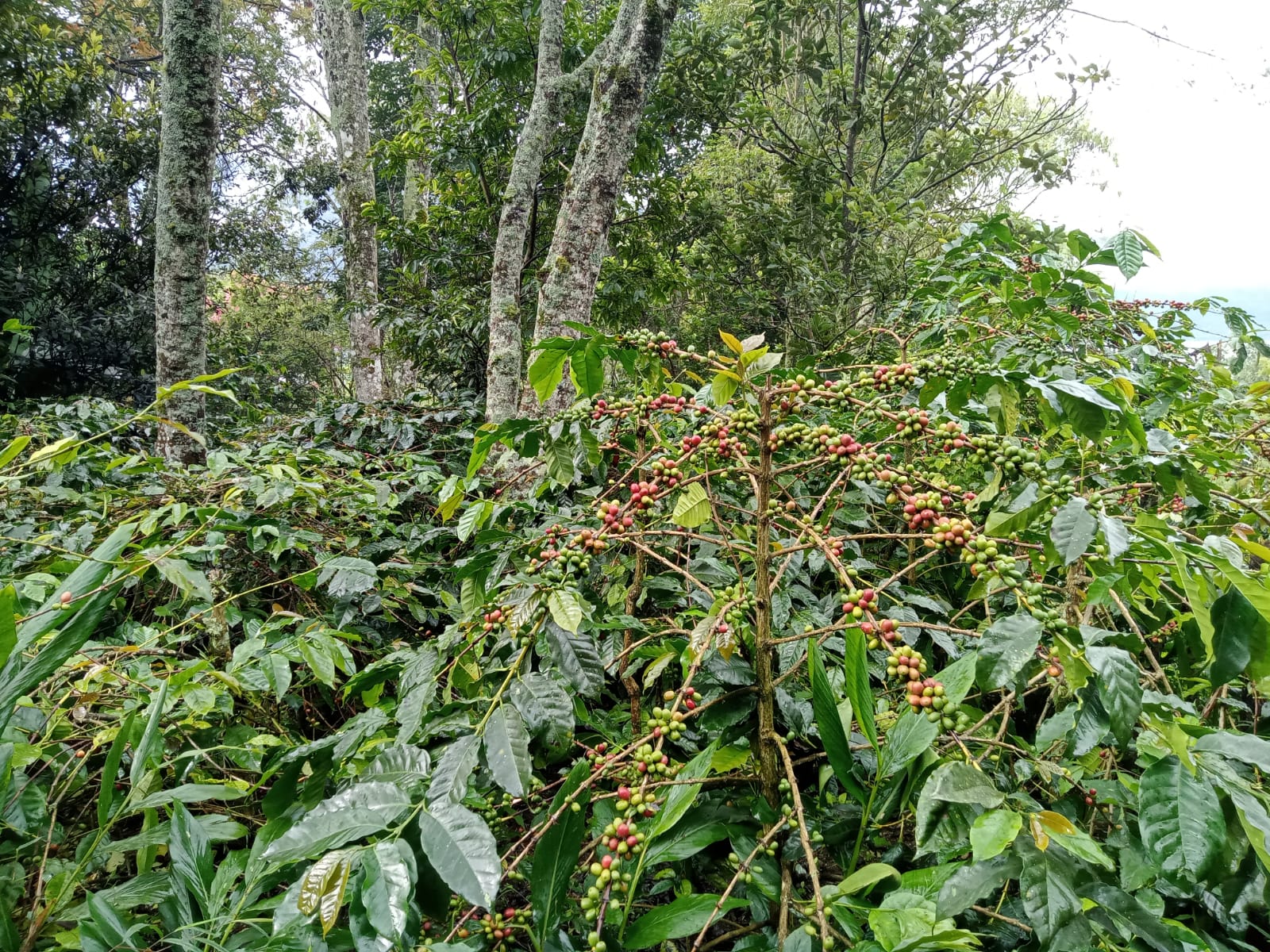 WhatsApp Image 2024-12-12 at 8.51.02 AM