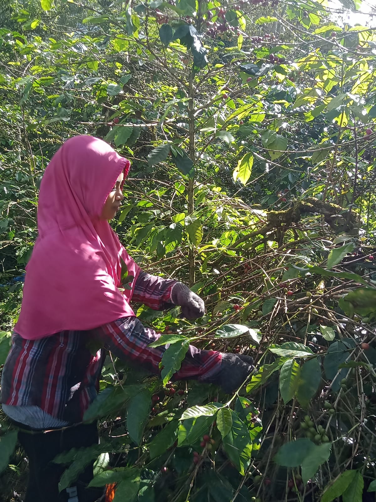 WhatsApp Image 2024-12-12 at 8.51.03 AM (1)