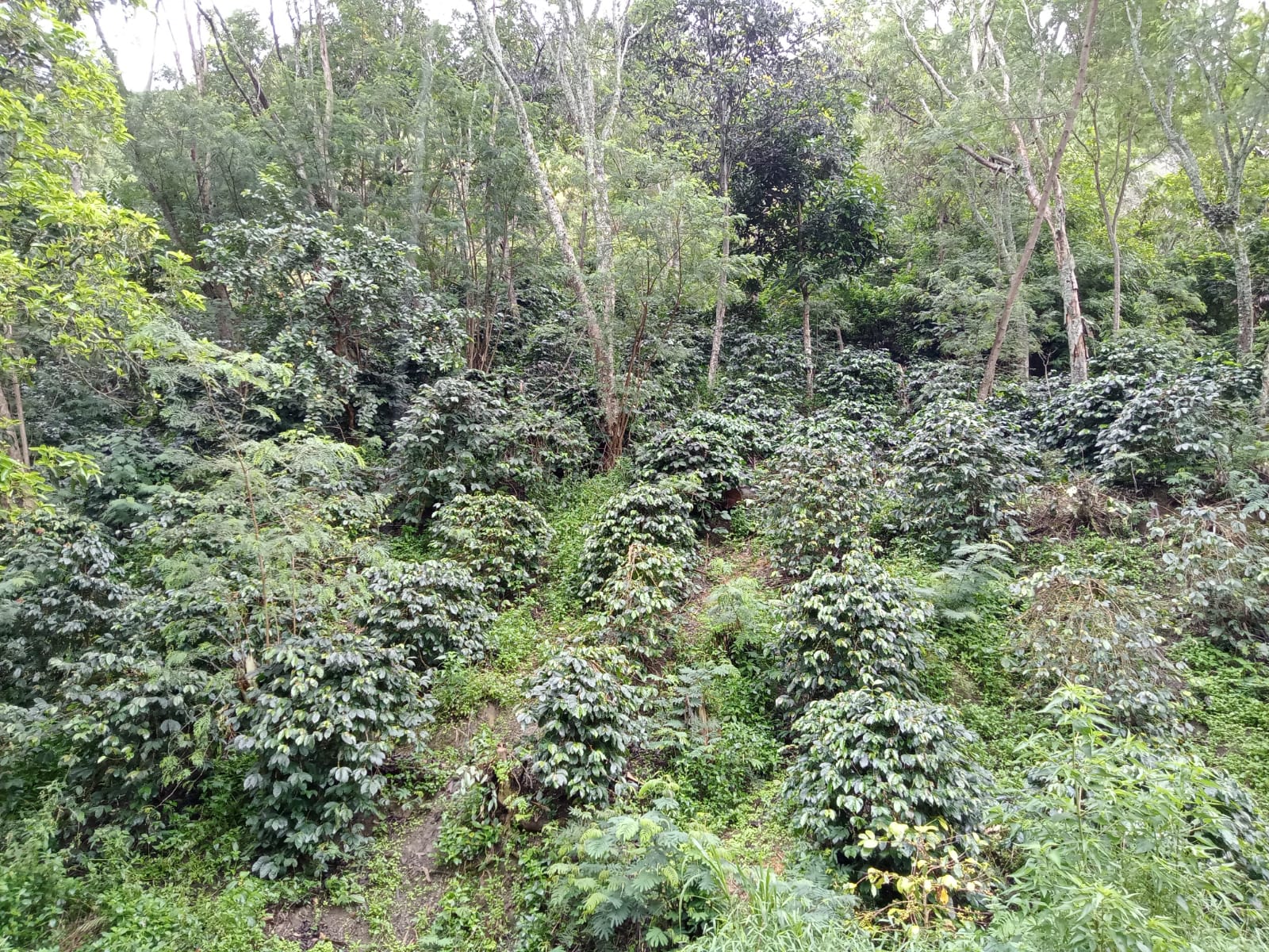 WhatsApp Image 2024-12-12 at 8.51.03 AM